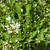 Deutzia gracilis Nikko 169093